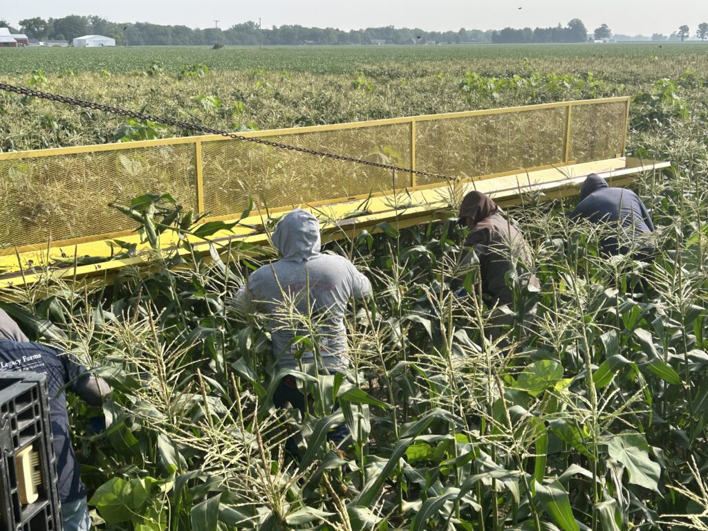 sweet corn harvester vegveyer