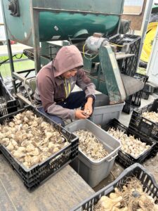 cleaning garlic 3 