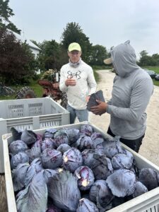 red cabbage on wagon