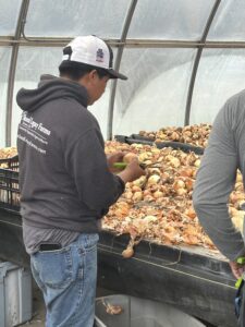 Juan trimming onions