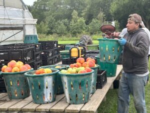 picking tomatoes 2