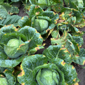 diseased cabbage