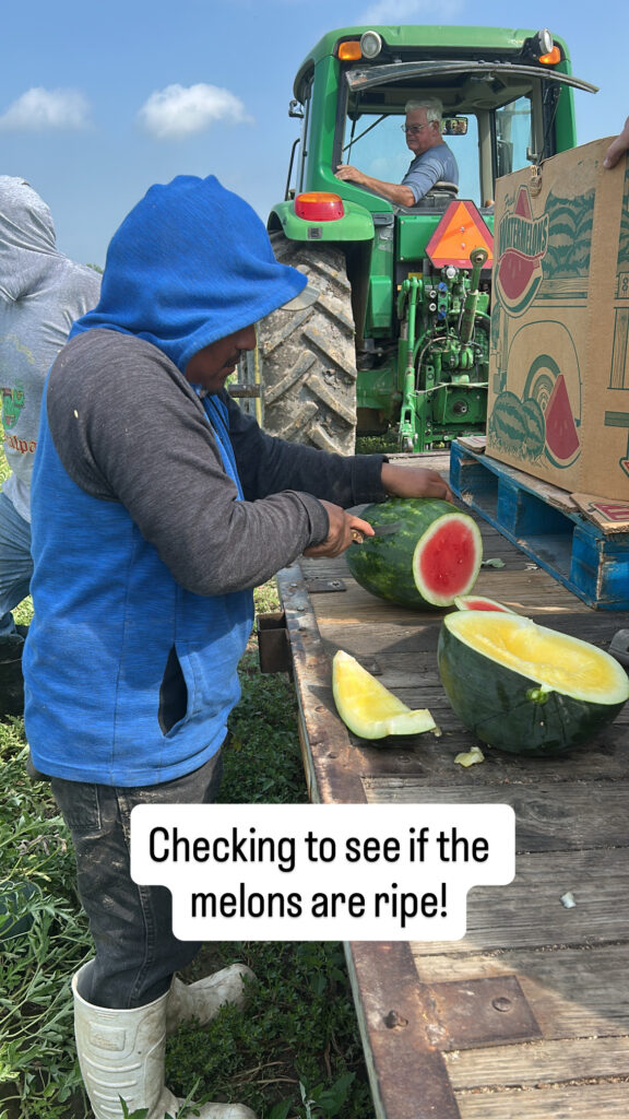 melon ripe check