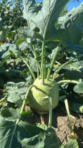 kohlrabi