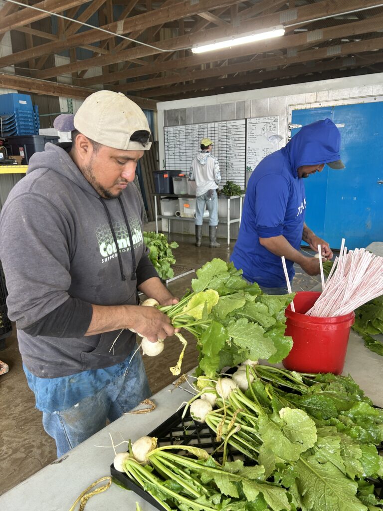 turnip cleaning 