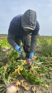 turnips