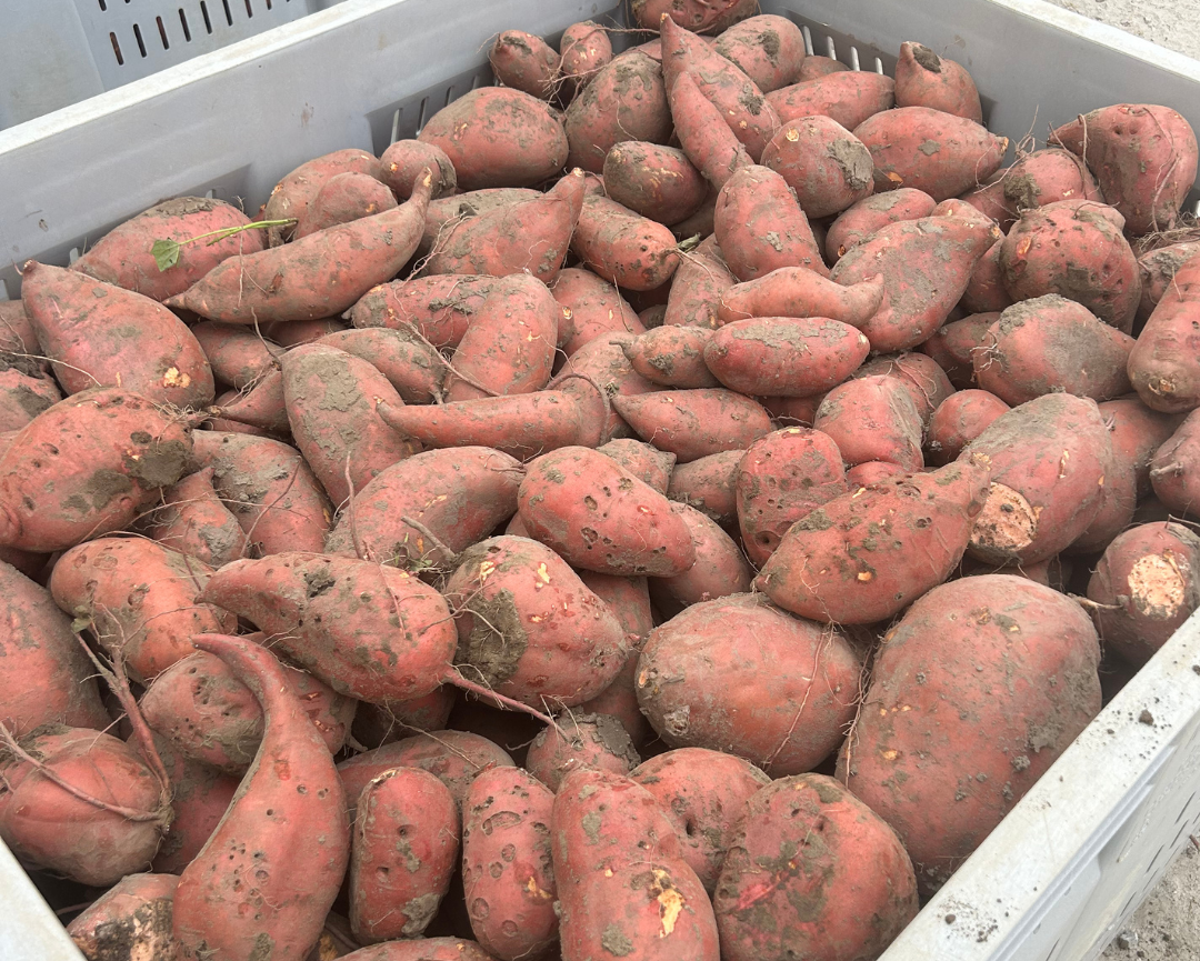 bulk sweet potato